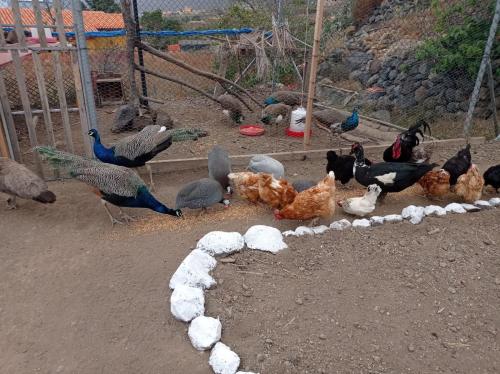 a group of chickens eating food in a cage at Hotel Rural La Raya 1866 in Güimar