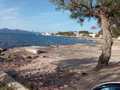 a tree on the beach next to the water at Cap de Mar in Alcudia