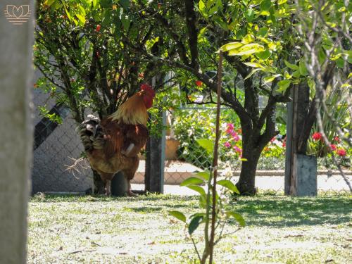 a chicken standing in the grass in a park at Recanto Nonna Lourdes, Casa no Vale dos Vinhedos com Café da Manhã Colonial Incluso in Bento Gonçalves