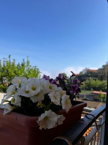 a pot of flowers sitting on a table at Mamaral in Agerola