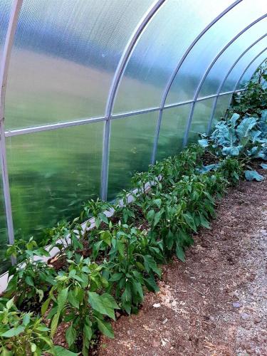 a greenhouse with green plants in it at Mountain House Chirdili in Chirdili