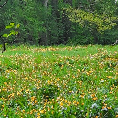 Un jardín fuera de Chambre d'hôte Le Châtaignier