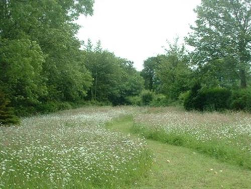 a field of white flowers in a field with trees at Hazelwood House in Bridgend