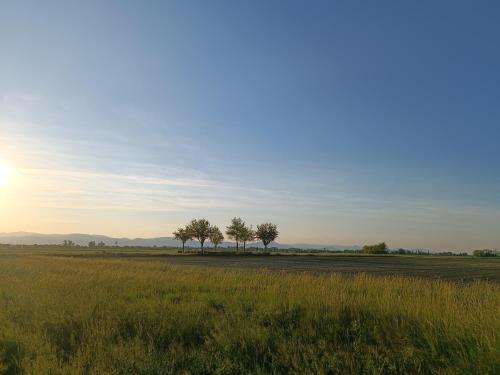 a group of trees in the middle of a field at Le Studio D'Edouard in Urschenheim
