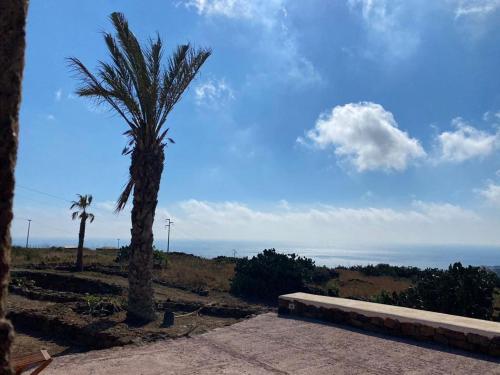 a palm tree on a hill with the ocean in the background at dammuso dehors in Pantelleria