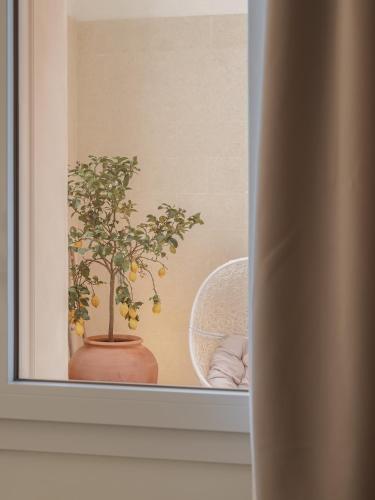 a picture of a plant in a pot on a shelf at Living u HomeSuites in Lecce