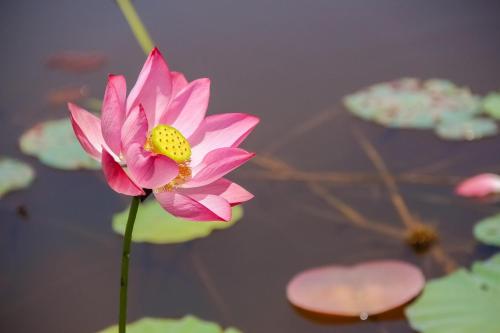 a pink flower in a pond with lily pads at Thôn Hoa Sen in Thôn Xuân Lỗ