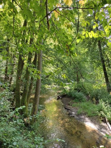 a dirt trail through a forest with trees at Apartament Zamkowe Wzgórze in Lidzbark Warmiński