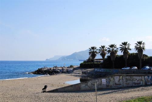 a dog on a beach with palm trees and the ocean at MODERN & BRIGHT flat - 2 MIN from the SEA in Savona