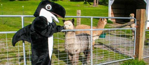 a stuffed animal in a bird costume standing behind a fence at The Orca Inn in Friday Harbor