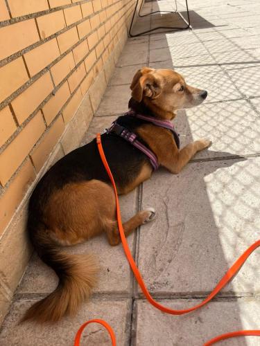 a dog on a leash tied to a brick wall at Hotel El Puntazo I in Mojácar