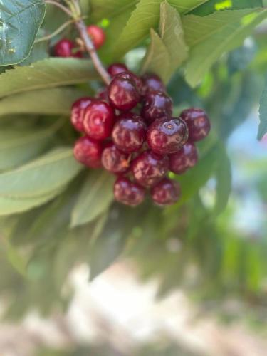 a bunch of red berries hanging from a tree at Oriental Nature in Majdal Shams