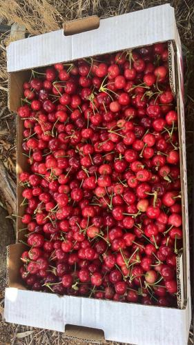 a box of cherries sitting on the ground at Oriental Nature in Majdal Shams