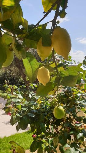 a bunch of lemons hanging from a tree at Accanto Alle Mura Rooms & Relax Spa in Sirolo