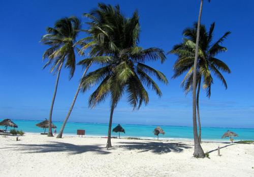 a group of palm trees on a beach with the ocean at Cristal Resort in Paje