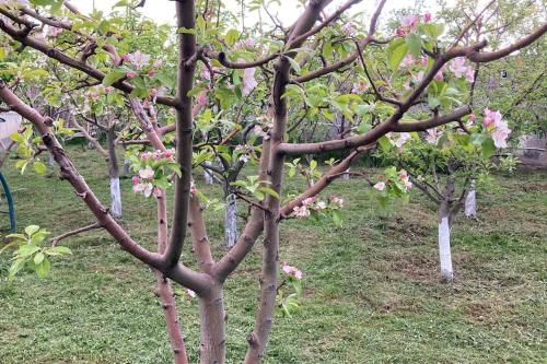 Cozy 3 bedroom house with garden of fruit trees