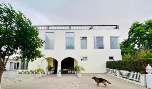 Haiwan peliharaan atau haiwan-haiwan peliharaan yang menginap dengan tetamu di Spring Gardens and Farmstay