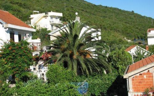 a palm tree in the middle of a city at Seaview Apartments in Krasici