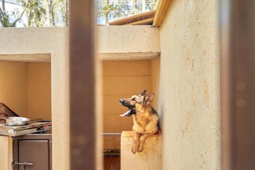 a dog sitting on the ledge of a building at The Cottage Residence Karen in Nairobi
