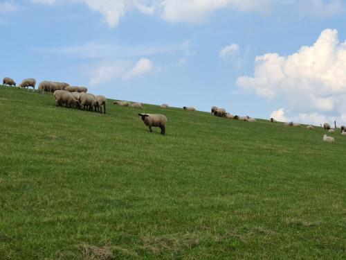 a herd of sheep grazing on a grassy hill at Watt´n Blick - Hundefreundliches Ferienhaus mit Ausblick über die Wiesen bis zum Deich in Schweiburg