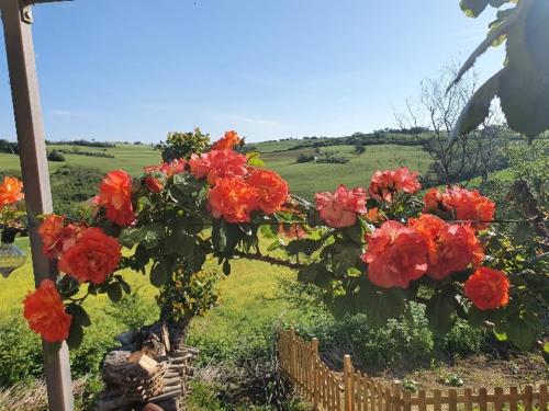 a bunch of red flowers hanging from a tree at Casale Il Girasole in San Costanzo