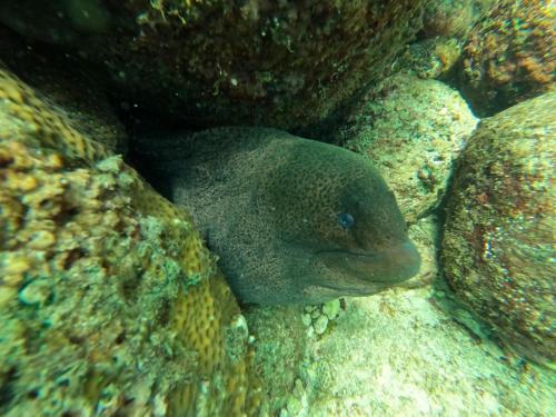 a fish is laying on the reef at Vibushan Guest House in Nilaveli