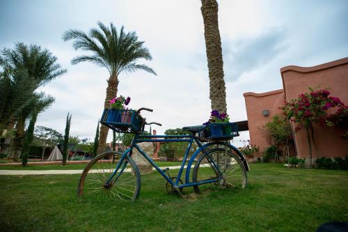 a blue bike parked in the grass near palm trees at Lazib Inn Resort & Spa in Tunis