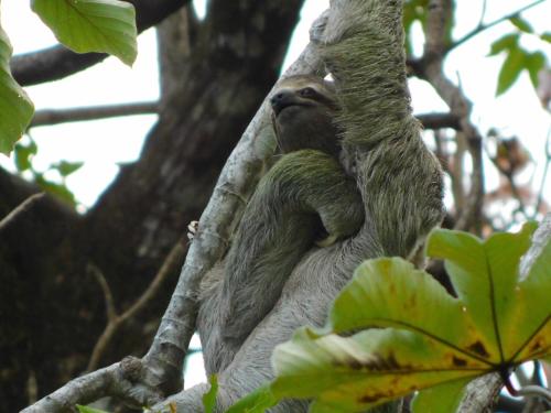 Santa CruzにあるGuayabo Lodgeのギャラリーの写真