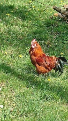 a chicken standing in the grass in a field at Liebe zur Steiermark / Haus Tyrol in Jagerberg