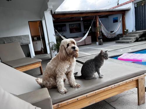 a dog and a cat sitting on a bench at Hostel las Palmas in Vilcabamba
