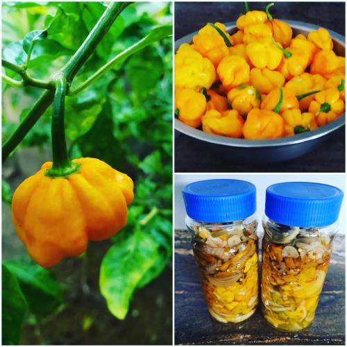 two pictures of a bunch of peppers and a bowl of oranges at Blue Paloma Bed & Breakfast in Lucea