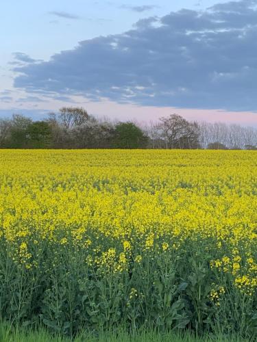 a field of yellow flowers in a field at Noorhus - Kurzurlaub an der Ostsee in Maasholm