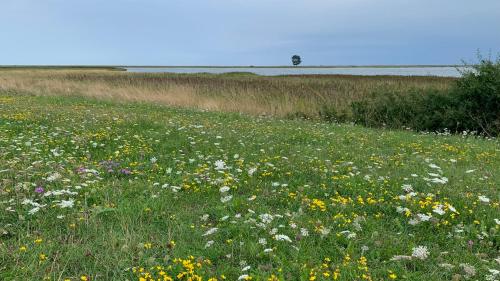 a field filled with lots of flowers in a field at Noorhus - Kurzurlaub an der Ostsee in Maasholm