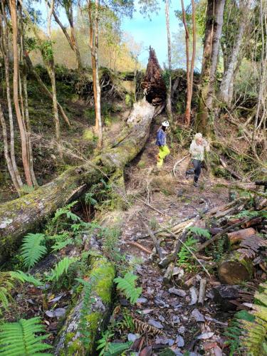 two people walking through a forest with a fallen tree at El refugio del Volcan Osorno in Puerto Clocker