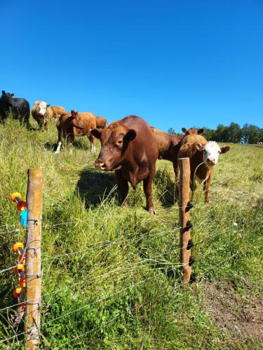 a herd of cows in a field behind a fence at El refugio del Volcan Osorno in Puerto Clocker
