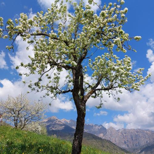 a tree with white flowers on it in a field at La casa di Maia - Alloggio Agrituristico in Pedavena