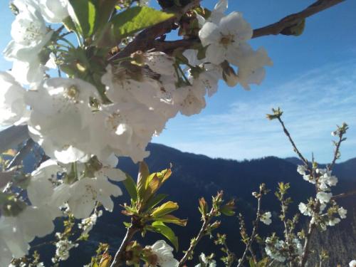 a tree with white flowers and mountains in the background at Tethys Himalaya Narkanda in Nārkanda