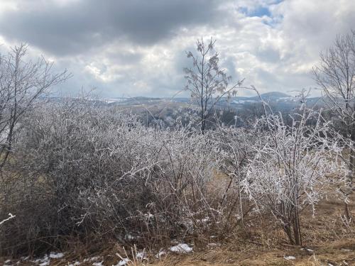 a snow covered field with trees on a hill at Erzgebirgshaus Zirbenliebe in Kurort Altenberg
