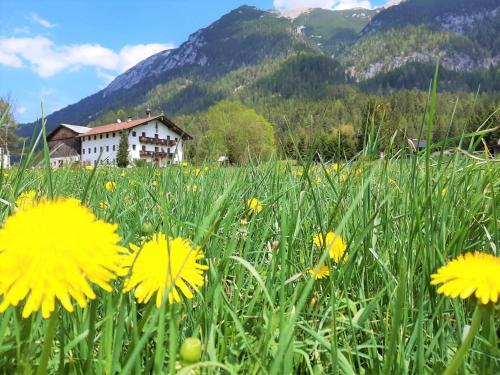 ein Feld gelber Blumen mit einem Haus im Hintergrund in der Unterkunft Pulvererhof in Achenkirch