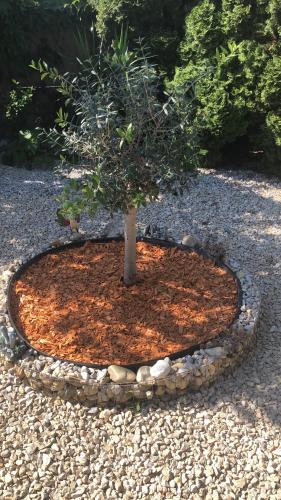Κήπος έξω από το Casa Boebelle