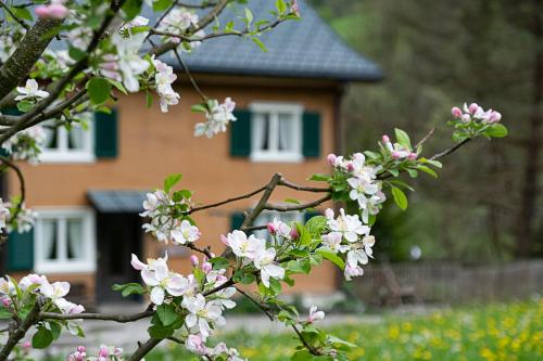 Zahrada ubytování Alps Hoamat Ferienchalet