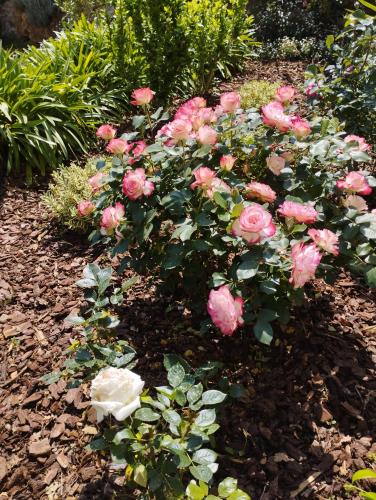 a bunch of pink roses in a garden at Villa Flora Superior Apartment in Cabris