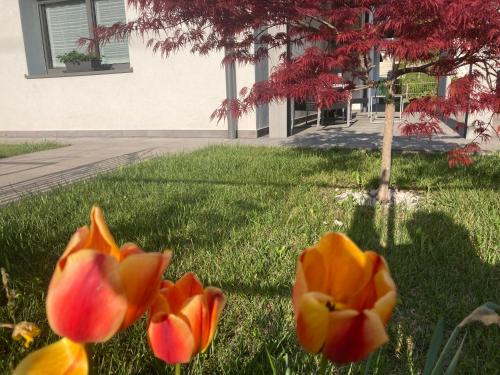 a group of flowers in the grass in front of a building at Meraki Dolomiti in Longarone