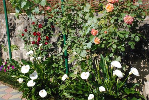 a garden with red and white flowers next to a stone wall at Daduna's House in Kutaisi