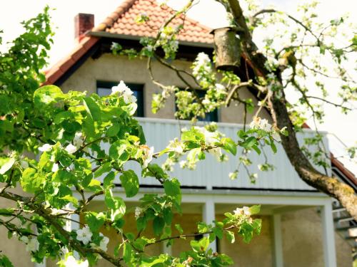 ein Haus mit einem weißen Dach und einem Baum in der Unterkunft Ferienwohnung Rohlffs Stolpe auf Usedom in Stolpe auf Usedom