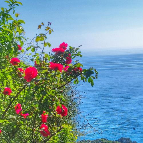 a bush with red flowers next to the water at Ostello ninin de ma' in Framura