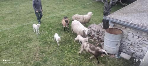 Zvířata v apartmánu nebo okolí