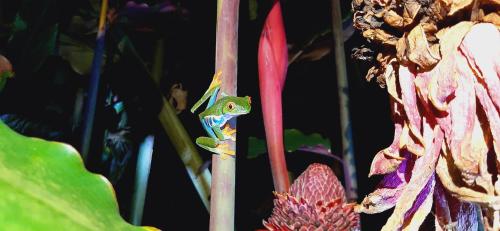 a green lizard sitting on a plant at Jardin entre Montañas in Bijagua