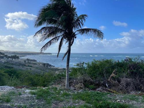 a palm tree on a hill near the ocean at ‘MAYARO’ Private Room with Ocean View in Saint Philip