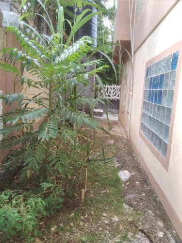 a plant in the yard next to a building at Becaville in Port Antonio